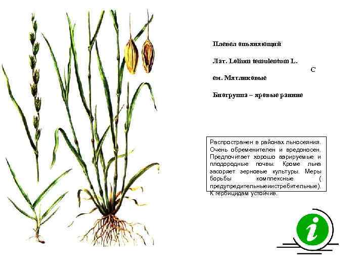 Плевел опьяняющий Лат. Lolium temulentum L. С ем. Мятликовые Биогруппа – яровые ранние Распространен