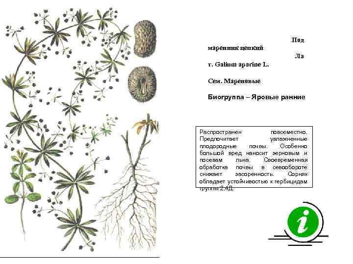 Под маренник цепкий Ла т. Galium aparine L. Сем. Мареновые Биогруппа – Яровые ранние