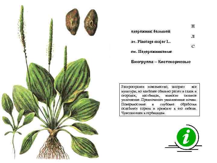 П одорожник большой Л ат. Plantago major L. С ем. Подорожниковые Биогруппа – Кистекорневые