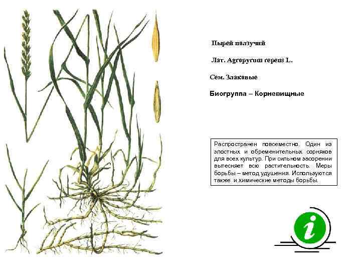 Пырей ползучий Лат. Agropyrum repens L. Сем. Злаковые Биогруппа – Корневищные Распространен повсеместно. Один