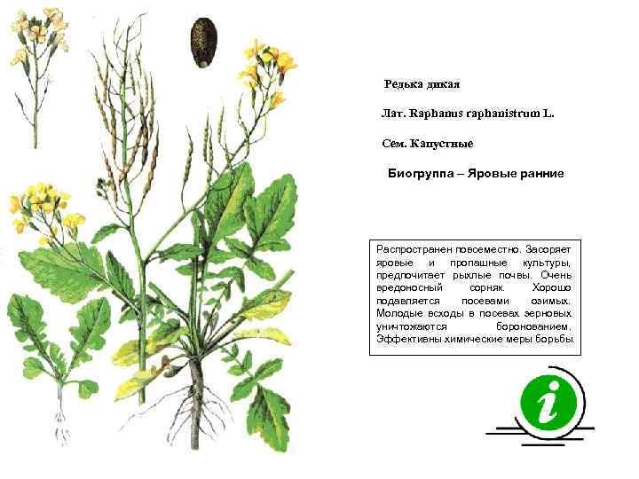 Редька дикая Лат. Raphanus raphanistrum L. Сем. Капустные Биогруппа – Яровые ранние Распространен повсеместно.