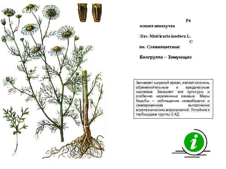 Ро машка непахучая Лат. Matricaria inodora L. С ем. Сложноцветные Биогруппа – Зимующие Занимает