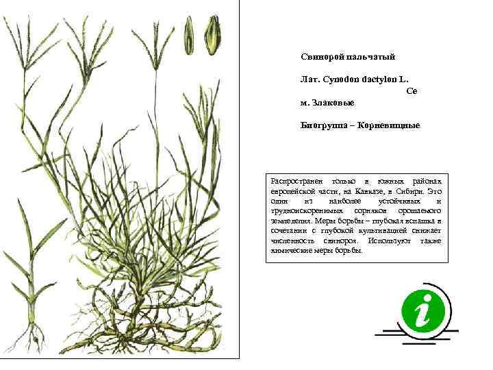 Свинорой пальчатый Лат. Cynodon dactylon L. Се м. Злаковые Биогруппа – Корневищные Распространен только