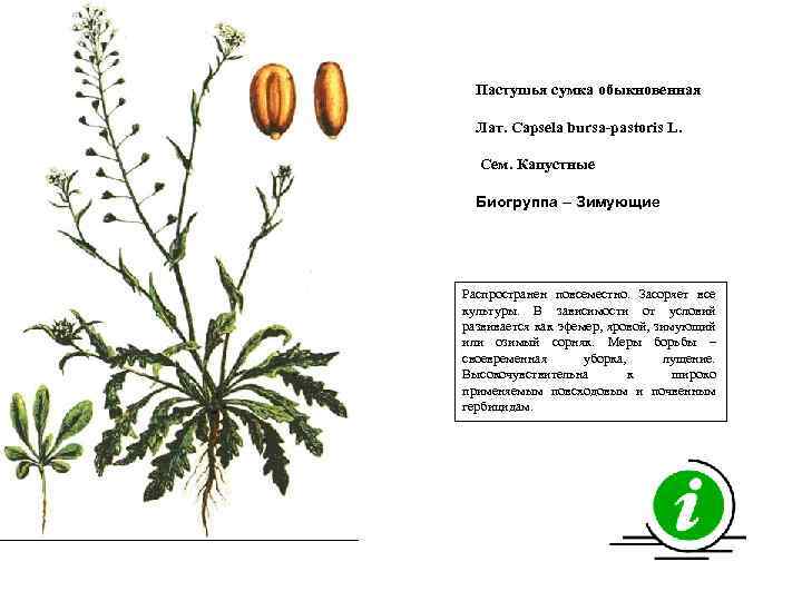 Пастушья сумка обыкновенная Лат. Capsela bursa-pastoris L. Сем. Капустные Биогруппа – Зимующие Распространен повсеместно.