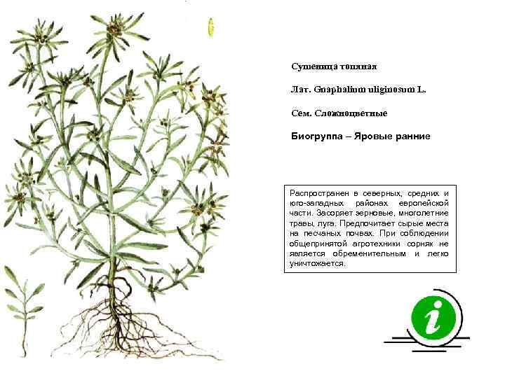 Сушеница топяная Лат. Gnaphalium uliginosum L. Сем. Сложноцветные Биогруппа – Яровые ранние Распространен в