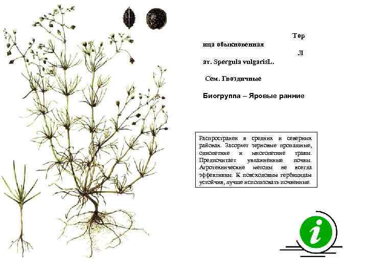 Тор ица обыкновенная Л ат. Spergula vulgaris. L. Сем. Гвоздичные Биогруппа – Яровые ранние
