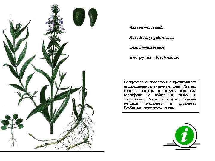 Чистец болотный Лат. Stachys palustris L. Сем. Губоцветные Биогруппа – Клубневые Распространен повсеместно, предпочитает