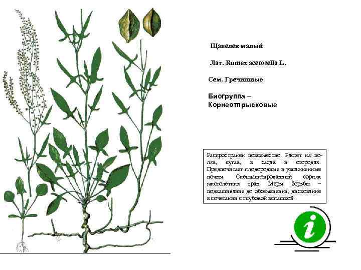 Щавелек малый Лат. Rumex acetosella L. Сем. Гречишные Биогруппа – Корнеотпрысковые Распространен повсеместно. Растет