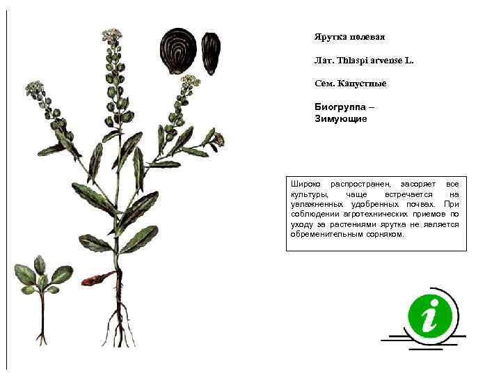 Ярутка полевая Лат. Thlaspi arvense L. Сем. Капустные Биогруппа – Зимующие Широко распространен, засоряет
