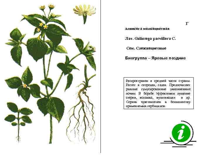 Г алинсога мелкоцветная Лат. Galinsoga parviflora C. Сем. Сложноцветные Биогруппа – Яровые поздние Распространен