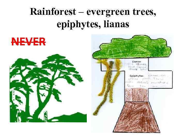 Rainforest – evergreen trees, epiphytes, lianas NEVER 