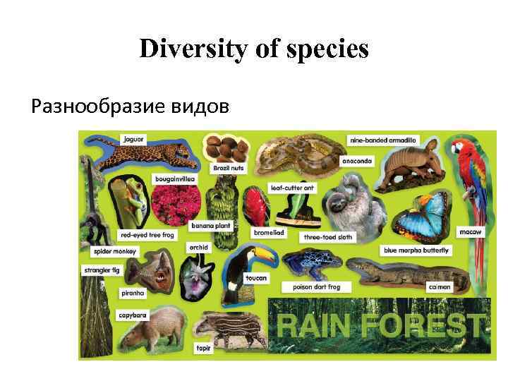 Diversity of species Разнообразие видов 