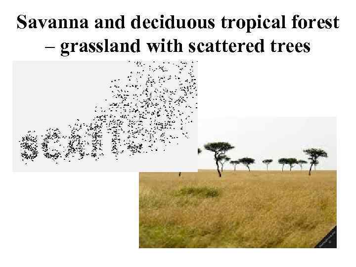 Savanna and deciduous tropical forest – grassland with scattered trees 