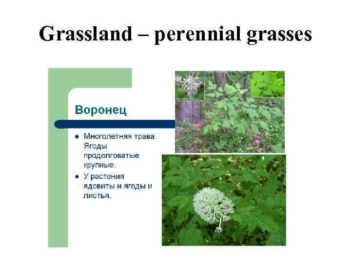 Grassland – perennial grasses 