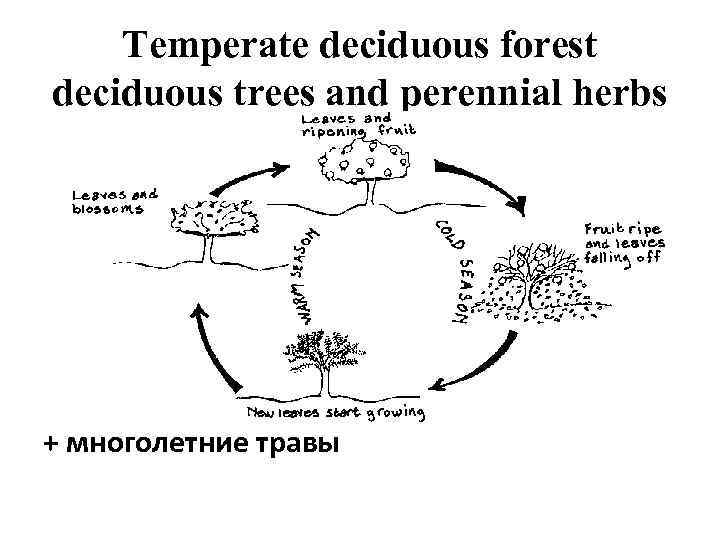 Temperate deciduous forest deciduous trees and perennial herbs + многолетние травы 