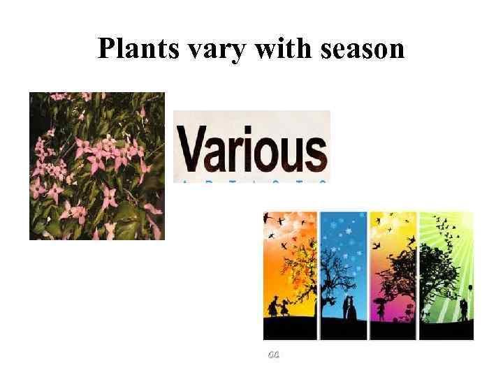 Plants vary with season 