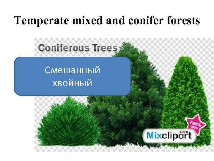 Temperate mixed and conifer forests Смешанный хвойный 