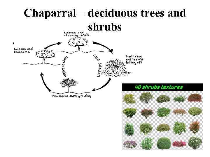 Chaparral – deciduous trees and shrubs • 