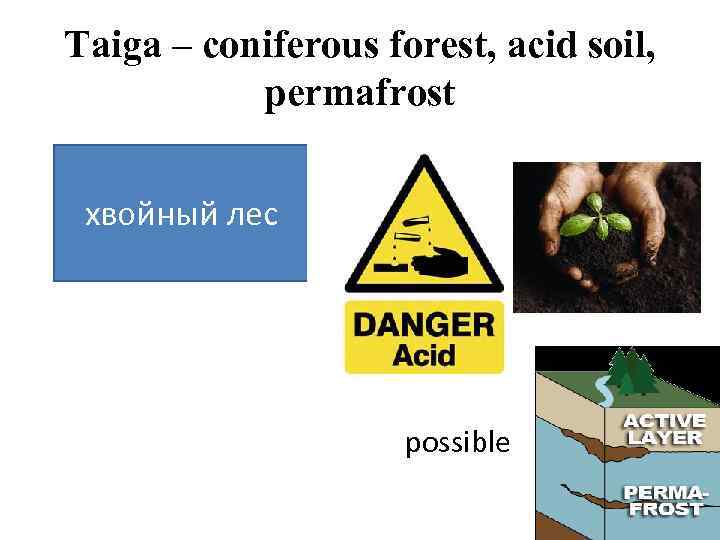 Taiga – coniferous forest, acid soil, permafrost хвойный лес possible 