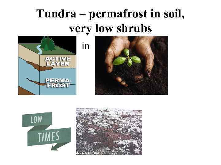 Tundra – permafrost in soil, very low shrubs in 