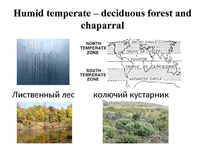 Humid temperate – deciduous forest and chaparral Лиственный лес колючий кустарник 