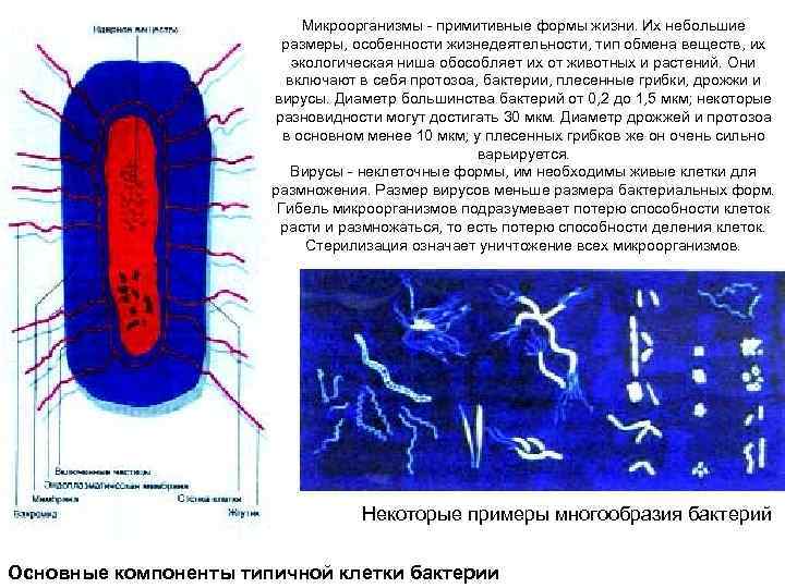 Микроорганизмы - примитивные формы жизни. Их небольшие размеры, особенности жизнедеятельности, тип обмена веществ, их