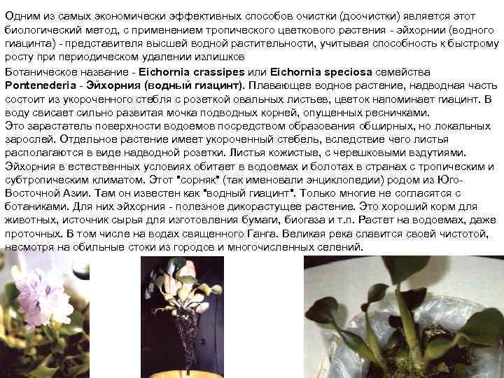 Одним из самых экономически эффективных способов очистки (доочистки) является этот биологический метод, с применением