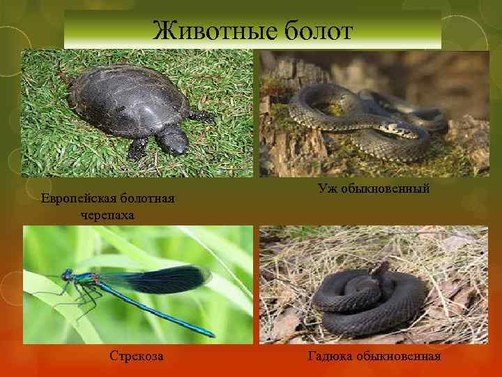 Животные болот Европейская болотная черепаха Стрекоза Уж обыкновенный Гадюка обыкновенная 