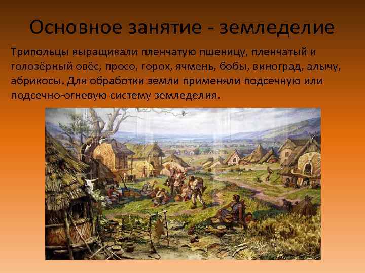 Основное занятие - земледелие Трипольцы выращивали пленчатую пшеницу, пленчатый и голозёрный овёс, просо, горох,