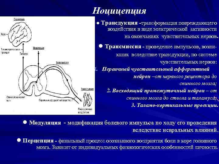 Ноцицепция ● Трансдукция -трансформация повреждающего воздействия в виде электрической активности на окончаниях чувствительных нервов.