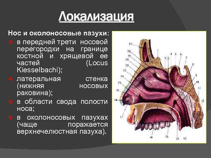 Полость носа носовые пазухи