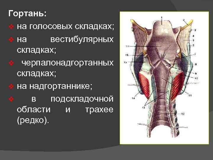 Гортань кт анатомия. Складки гортани анатомия кт. Черпалонадгортанные складки. Голосовая складка гортани. Черпалонадгортанные складки гортани.