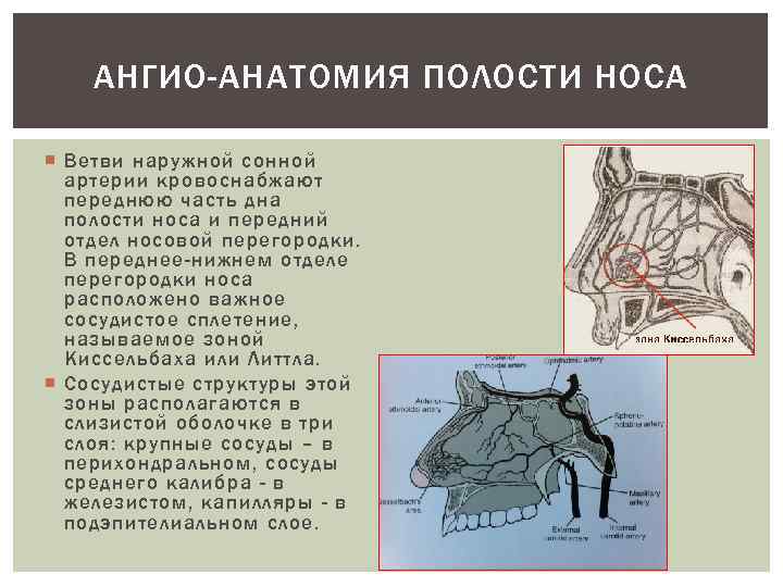 АНГИО-АНАТОМИЯ ПОЛОСТИ НОСА Ветви наружной сонной артерии кровоснабжают переднюю часть дна полости носа и