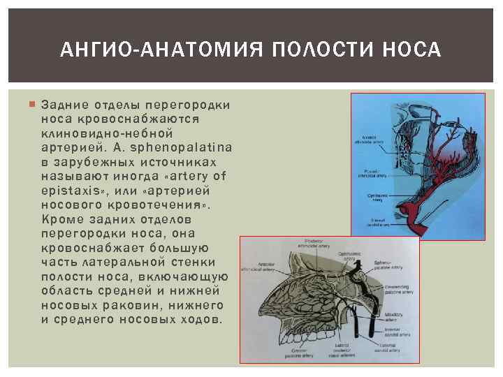 АНГИО-АНАТОМИЯ ПОЛОСТИ НОСА Задние отделы перегородки носа кровоснабжаются клиновидно-небной артерией. A. sphenopalatina в зарубежных