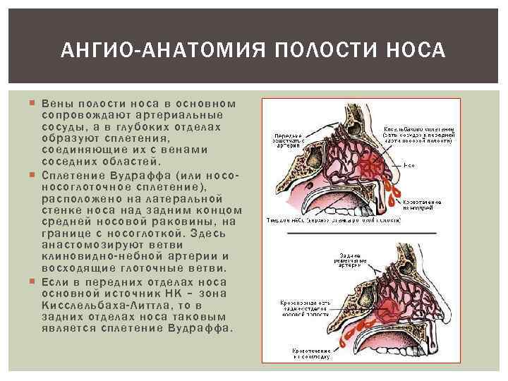 АНГИО-АНАТОМИЯ ПОЛОСТИ НОСА Вены полости носа в основном сопровождают артериальные сосуды, а в глубоких