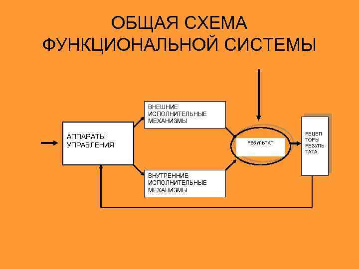 ОБЩАЯ СХЕМА ФУНКЦИОНАЛЬНОЙ СИСТЕМЫ ВНЕШНИЕ ИСПОЛНИТЕЛЬНЫЕ МЕХАНИЗМЫ АППАРАТЫ УПРАВЛЕНИЯ РЕЗУЛЬТАТ ВНУТРЕННИЕ ИСПОЛНИТЕЛЬНЫЕ МЕХАНИЗМЫ РЕЦЕП