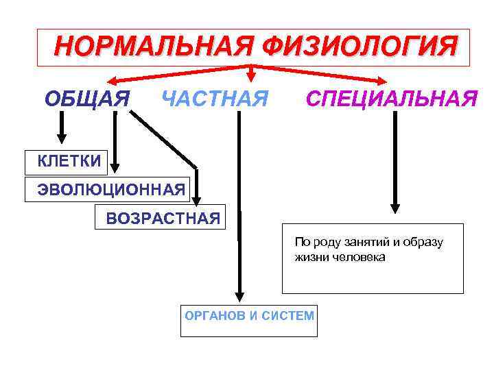 НОРМАЛЬНАЯ ФИЗИОЛОГИЯ ОБЩАЯ ЧАСТНАЯ СПЕЦИАЛЬНАЯ КЛЕТКИ ЭВОЛЮЦИОННАЯ ВОЗРАСТНАЯ По роду занятий и образу жизни