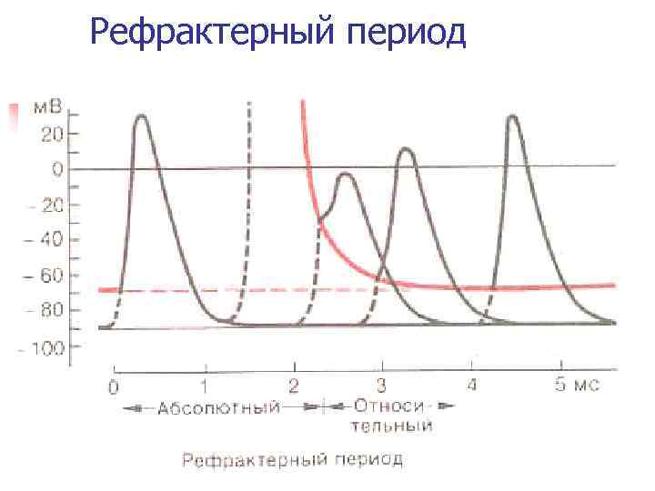 Рефрактерный период 