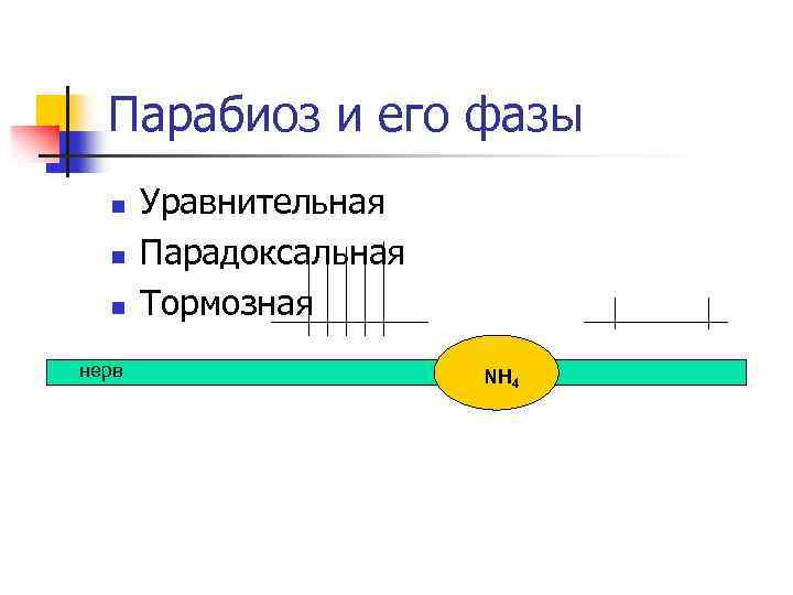 Парабиоз и его фазы n n n нерв Уравнительная Парадоксальная Тормозная NH 4 