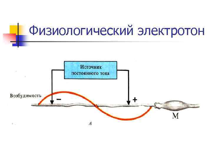 Физиологический электротон 