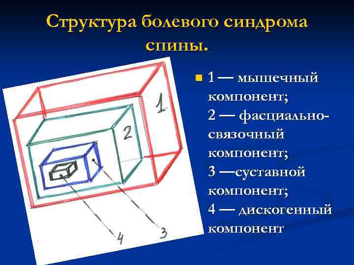 Структура болевого синдрома спины. n 1 — мышечный компонент; 2 — фасциальносвязочный компонент; 3