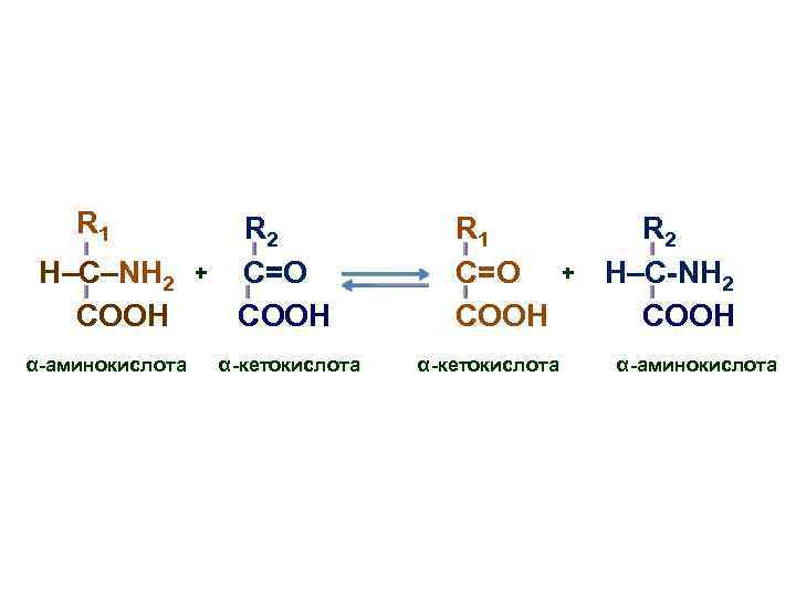 R 1 H–C–NH 2 COOH α-аминокислота + R 2 C=О COOH α-кетокислота R 1