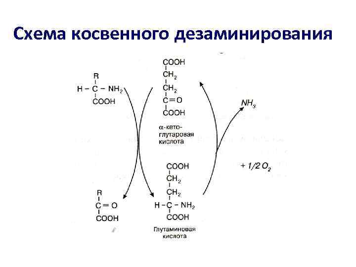 Схема косвенного дезаминирования 