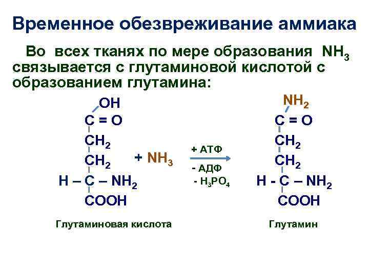 Временное обезвреживание аммиака Во всех тканях по мере образования NH 3 связывается с глутаминовой