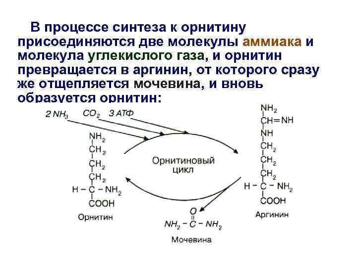 В процессе синтеза к орнитину присоединяются две молекулы аммиака и молекула углекислого газа, и