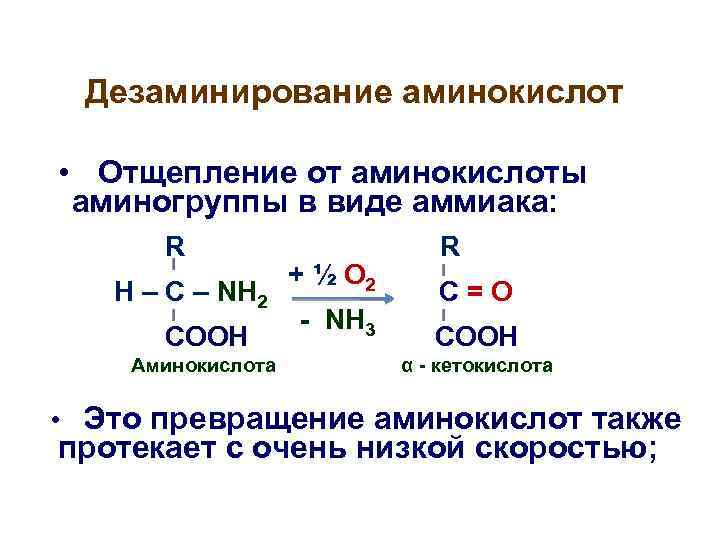 При гидролитическом дезаминировании альфа аминокислот образуется