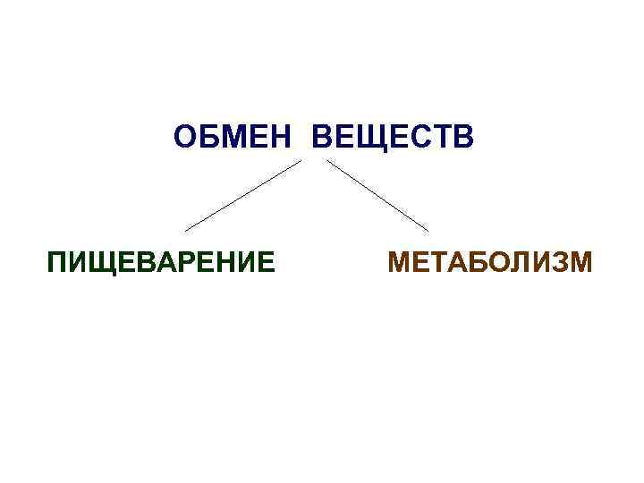 ОБМЕН ВЕЩЕСТВ ПИЩЕВАРЕНИЕ МЕТАБОЛИЗМ 