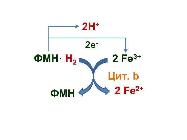 2 Н+ 2 e- ФМН· Н 2 2 Fe 3+ ФМН Цит. b 2