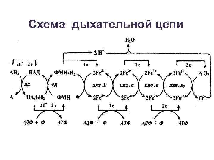 Схема дыхательной цепи 