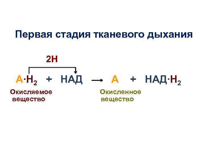 Первая стадия тканевого дыхания 2 Н А∙Н 2 + НАД Окисляемое вещество А +